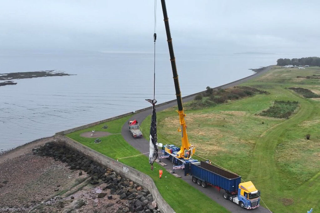 Supporting Edinburgh City Council in Whale Removal Operation